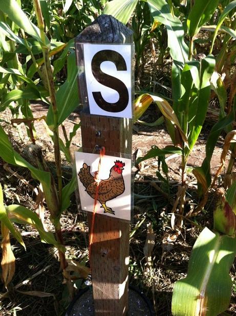 S is for chicken.